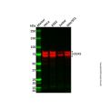 DDX3 Antibody