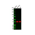 Recombinant DUSP6 Antibody