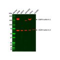 EGFR Mouse mAb