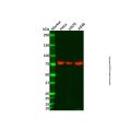Recombinant eIF4B Antibody