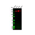 ErbB2/Her2 Mouse mAb