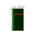 FAK Antibody