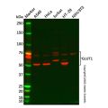 Glucose Transporter GLUT1 Antibody