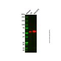 GLUT5 Mouse mAb