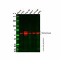 Recombinant Glutaminase Antibody