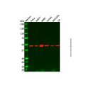 Recombinant HDAC3 Antibody