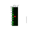 IFIT3/P60 Antibody