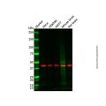 IL1R2 Antibody