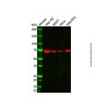 IL-20R1 Antibody