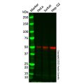 Recombinant IRF3 Antibody