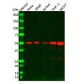 Recombinant IRF3 Antibody