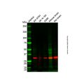 IRGM Antibody