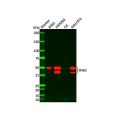 Recombinant JNK2 Antibody