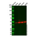 Recombinant KAT1/HAT1 Antibody