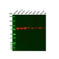 Recombinant MCM7/PRL Antibody