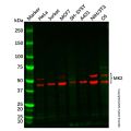 Recombinant MK2 Antibody