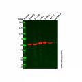 Recombinant MLKL Antibody