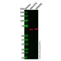 NOX1 Antibody