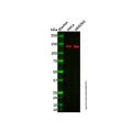PFAS Antibody
