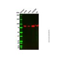 Recombinant PI 3 Kinase p85 beta Antibody