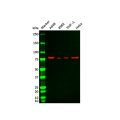 Recombinant PKC beta 2 Antibody