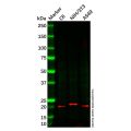 PMP22 Antibody