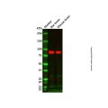Recombinant PSD95 Antibody