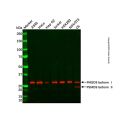 PSMD9 Antibody