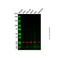 RAB21 Mouse mAb