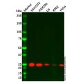 Recombinant Rab9 Antibody