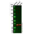 Recombinant RPS3 Antibody