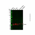 Recombinant SDHB Antibody