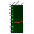 Recombinant SIRT6 Antibody