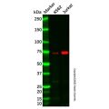 SLP76 Antibody