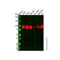 Recombinant Sodium Potassium ATPase/ATP1A1 Antibody