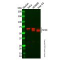 Recombinant SPAK Antibody