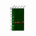 Recombinant STING Antibody
