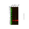 SULT1A1/STP Mouse mAb