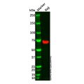 Syk Antibody