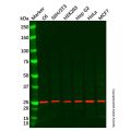 TIGAR Antibody