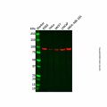 Recombinant Transferrin Receptor Antibody