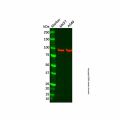 VCP Antibody