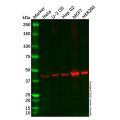 Recombinant WWOX Antibody