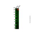 ZO1 tight junction Antibody