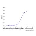 Donkey Anti-Rabbit IgG H&L Antibody