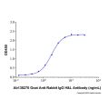 Goat Anti-Rabbit IgG H&L Antibody