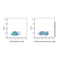 Canine CD19 Mouse mAb