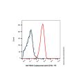 Cusatuzumab (anti-CD70)