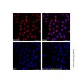 PCNA Mouse mAb (Biotin)