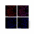 PCNA Mouse mAb (TRITC)